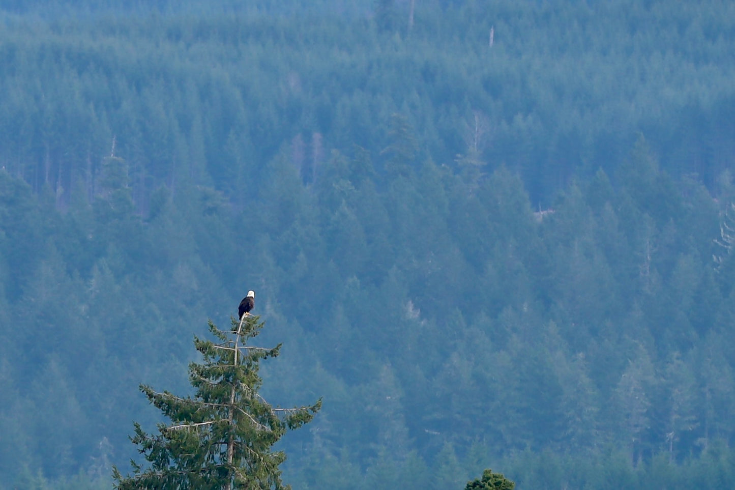 Bald Eagle