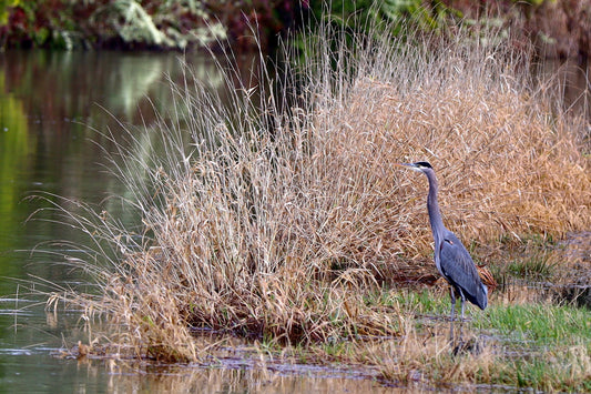 Great Blue Heron