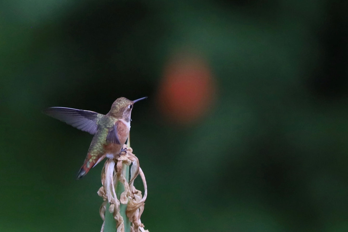 Humming dreams