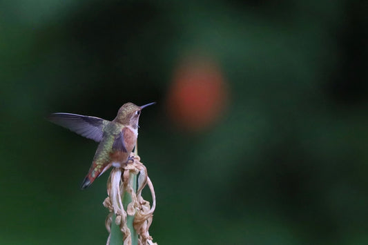 Humming dreams