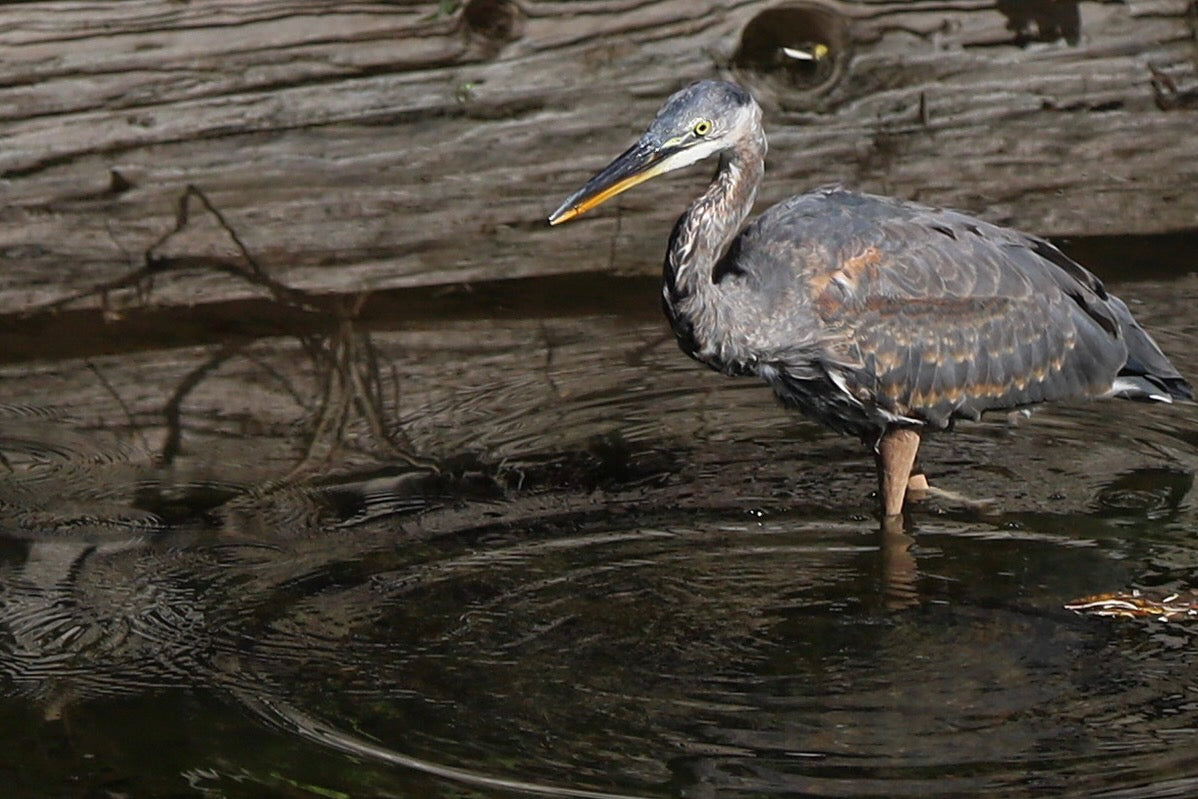 Camo Blue Heron
