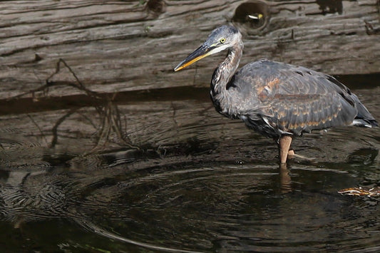 Camo Blue Heron