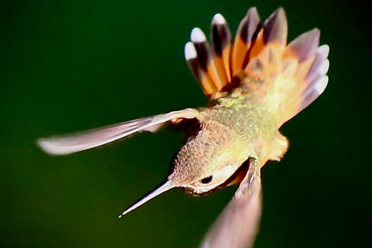 Glowing Hummingbird