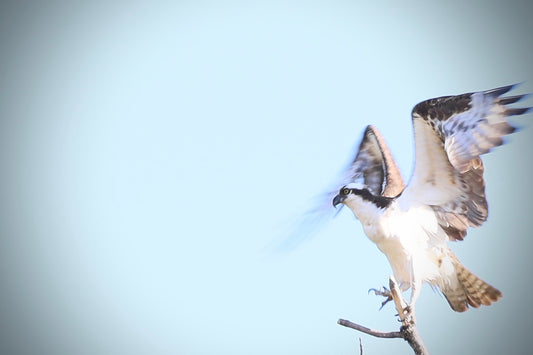 Osprey flap
