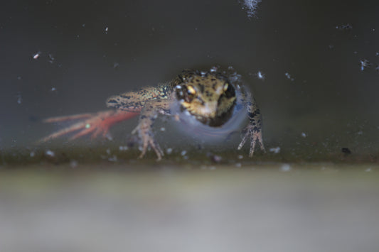 Frog fringe