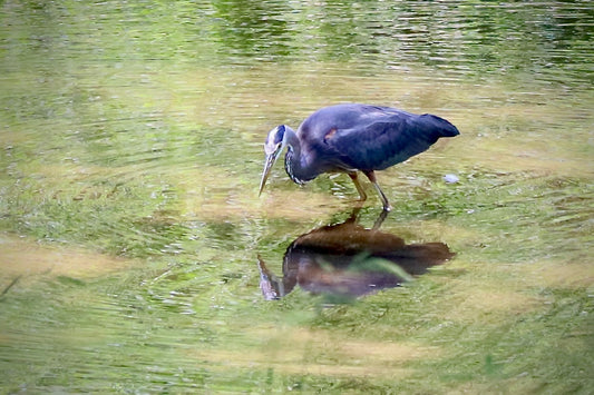 Scarred Blue Heron