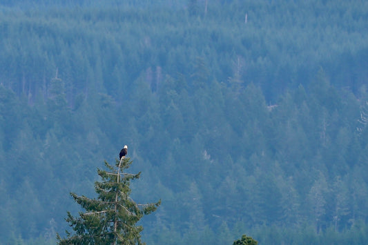 Bald Eagle