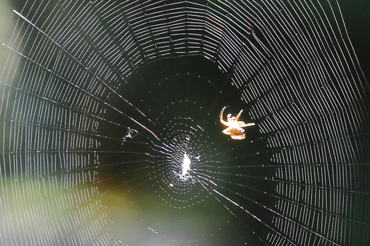 Web weaver