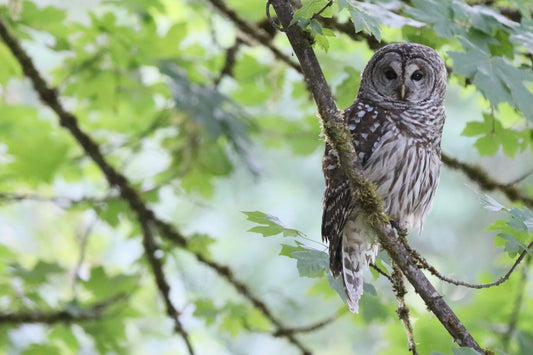 Barred Owl