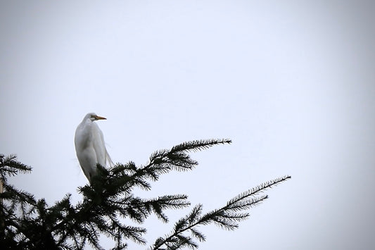 White Heron